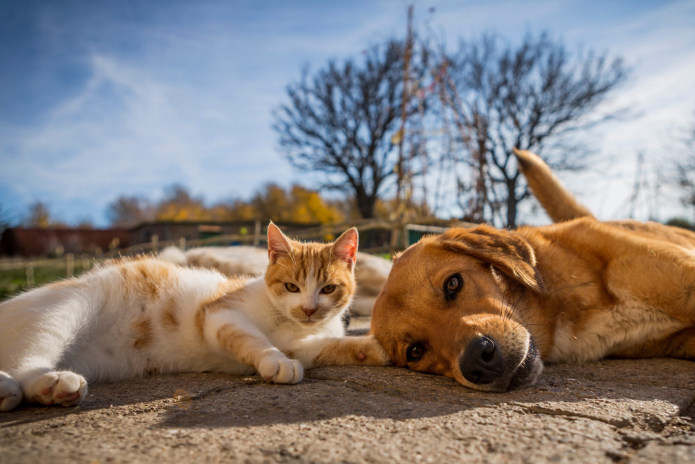 dog and cat play together. cat and dog lying outside in the yard. kitten sucks dog breast milk. dog and cat best friends. love between animals.