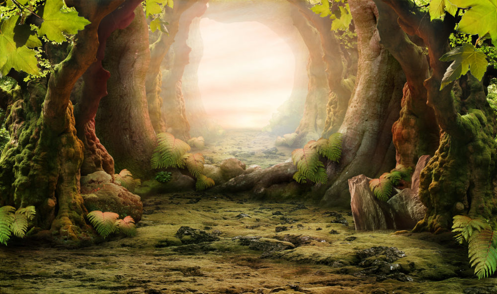 romantic forest view