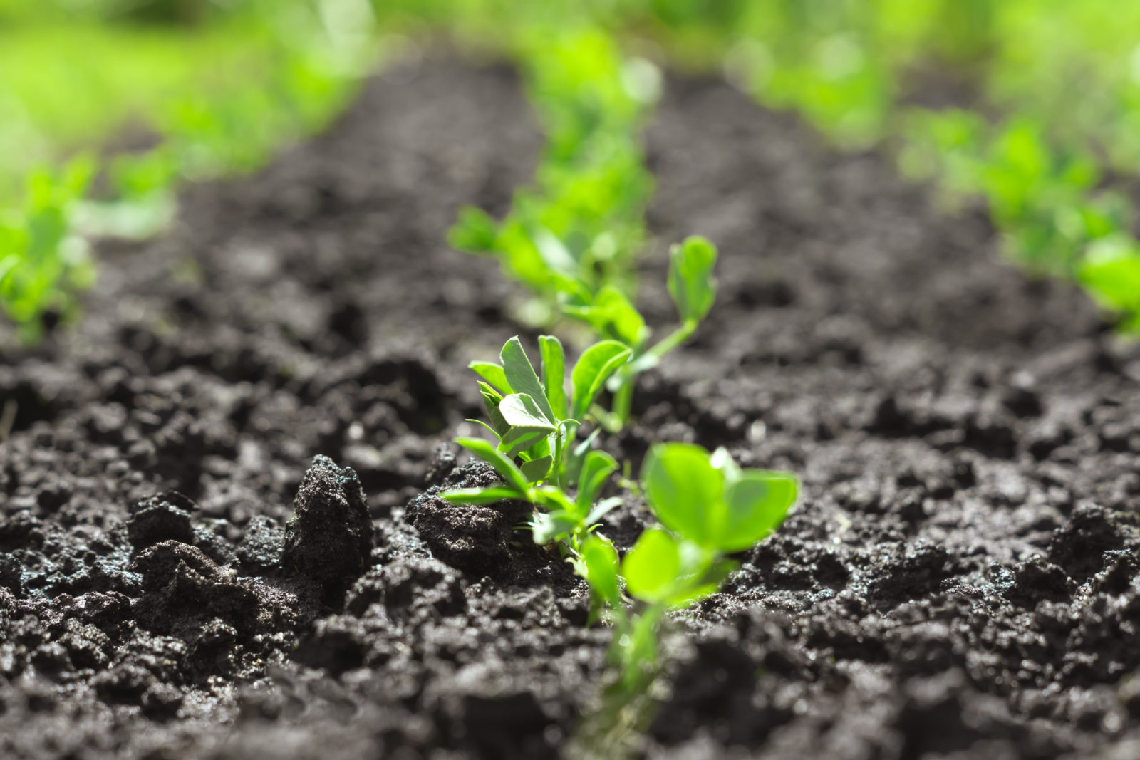 Young pea (Pisum) sprouts in a sunny vegetable garden