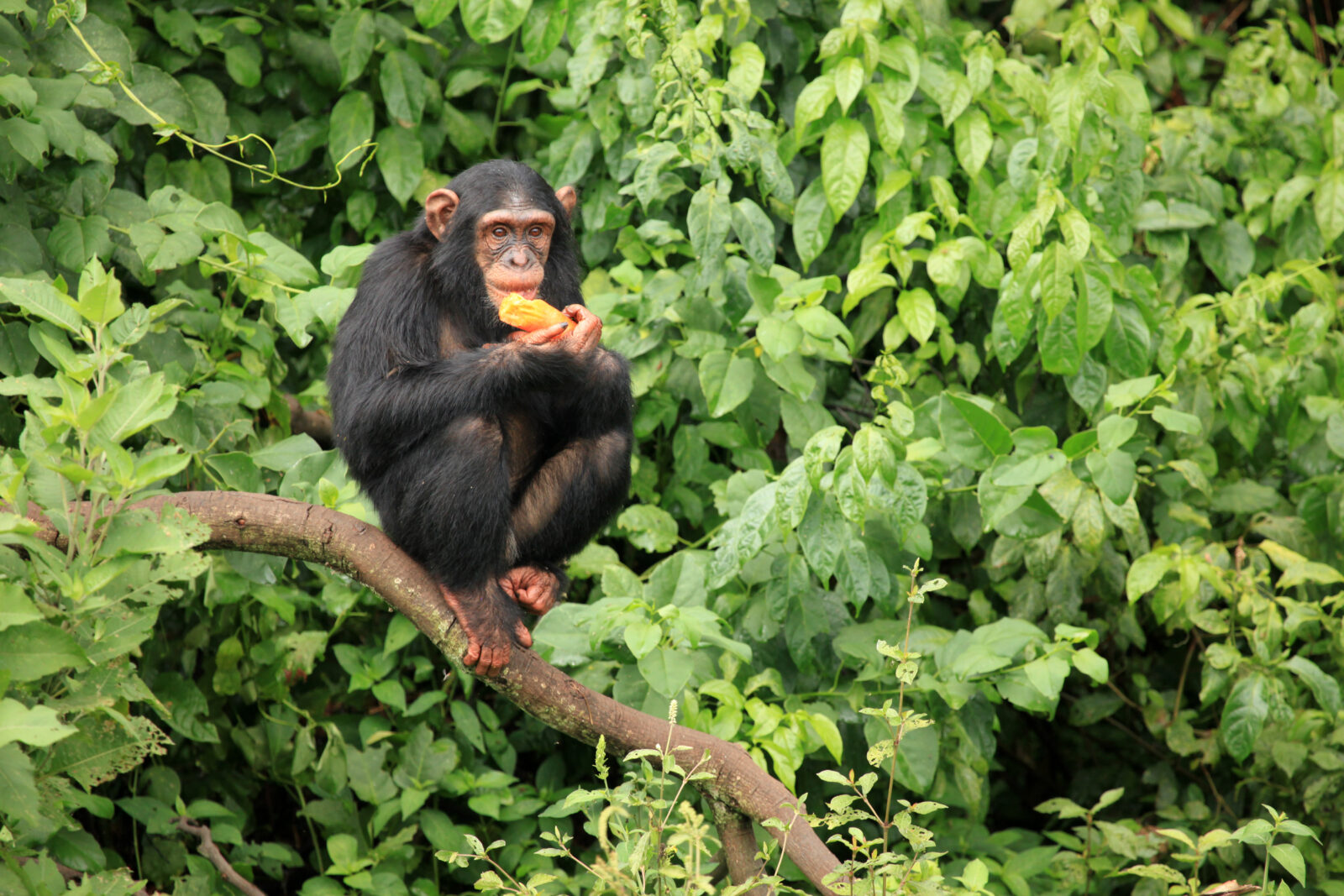 Chimpanzee - Uganda