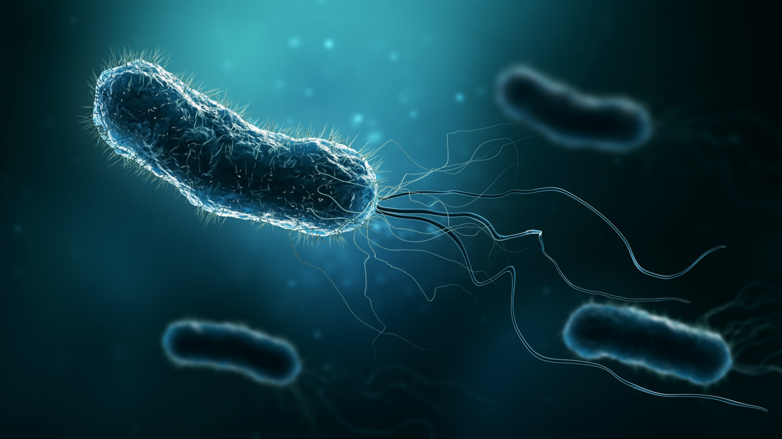 Group of bacteria such as Escherichia coli, Helicobacter pylori or salmonella 3D rendering illustration. Microbiology, medical, bacteriology, biology, science, medicine, infection concepts.