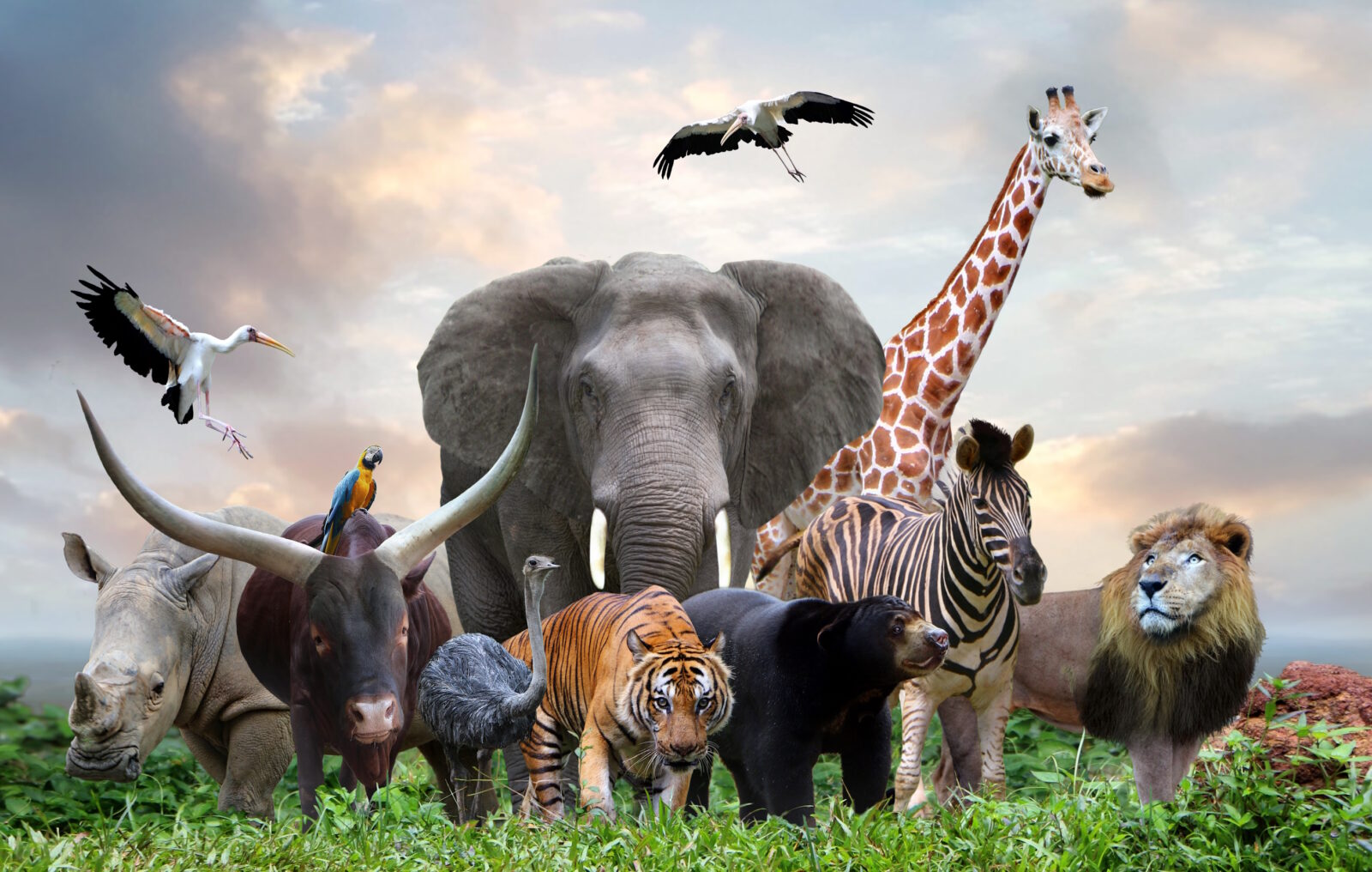 group of wildlife animals in the jungle together