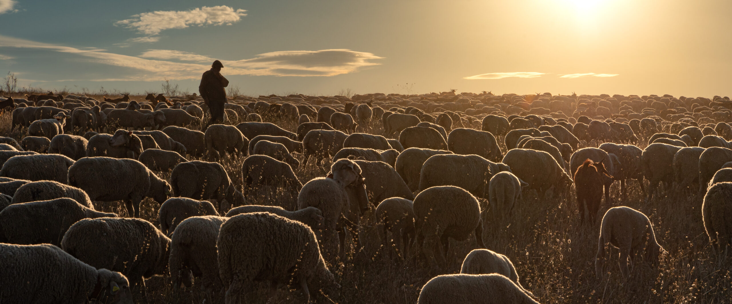 Shepherd and flock of sheep
