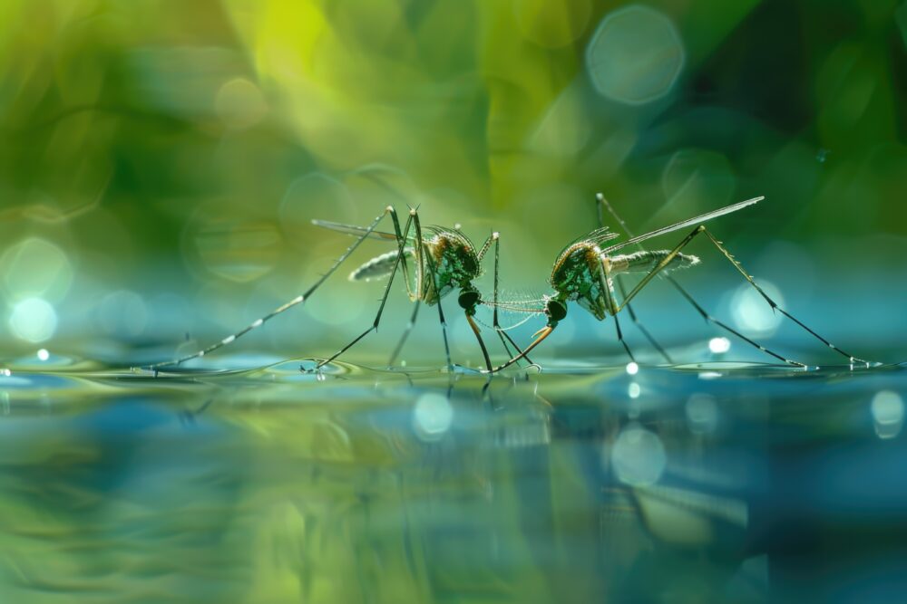 Mosquitos floating in the water, suitable for nature and pest control concepts