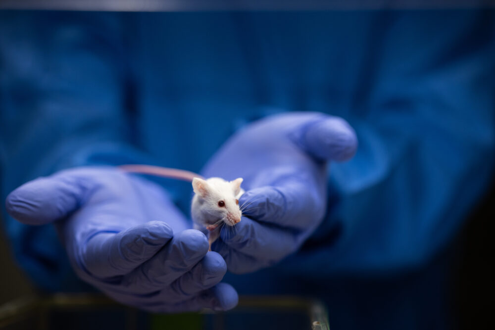 Scientist holding a lab mouse, evaluating her condition prior to running some tests and inoculation the animal with a virus