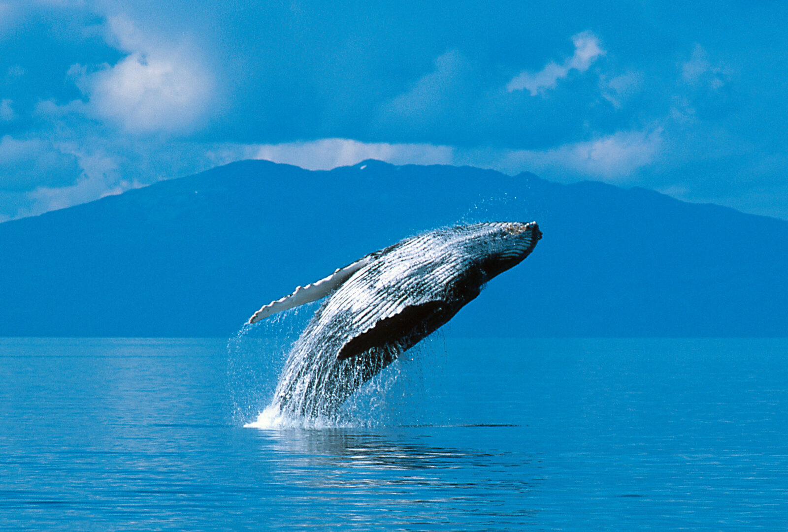 Humpback whale breaching