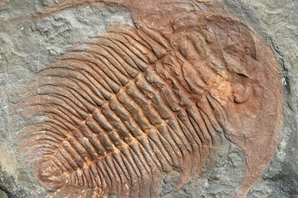 Fossil of a trilobites from the early ordovician period found in Czech Republic