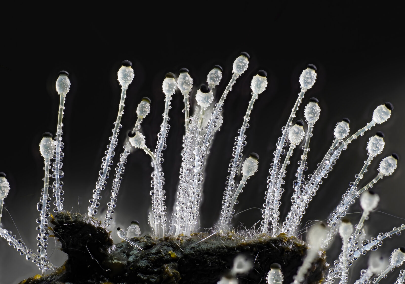 Pillenwerfer (Pilobolus kleinii) Höhe ca. 3mm