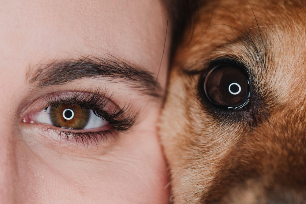 studio portrait of human and dog eyes. pets concept