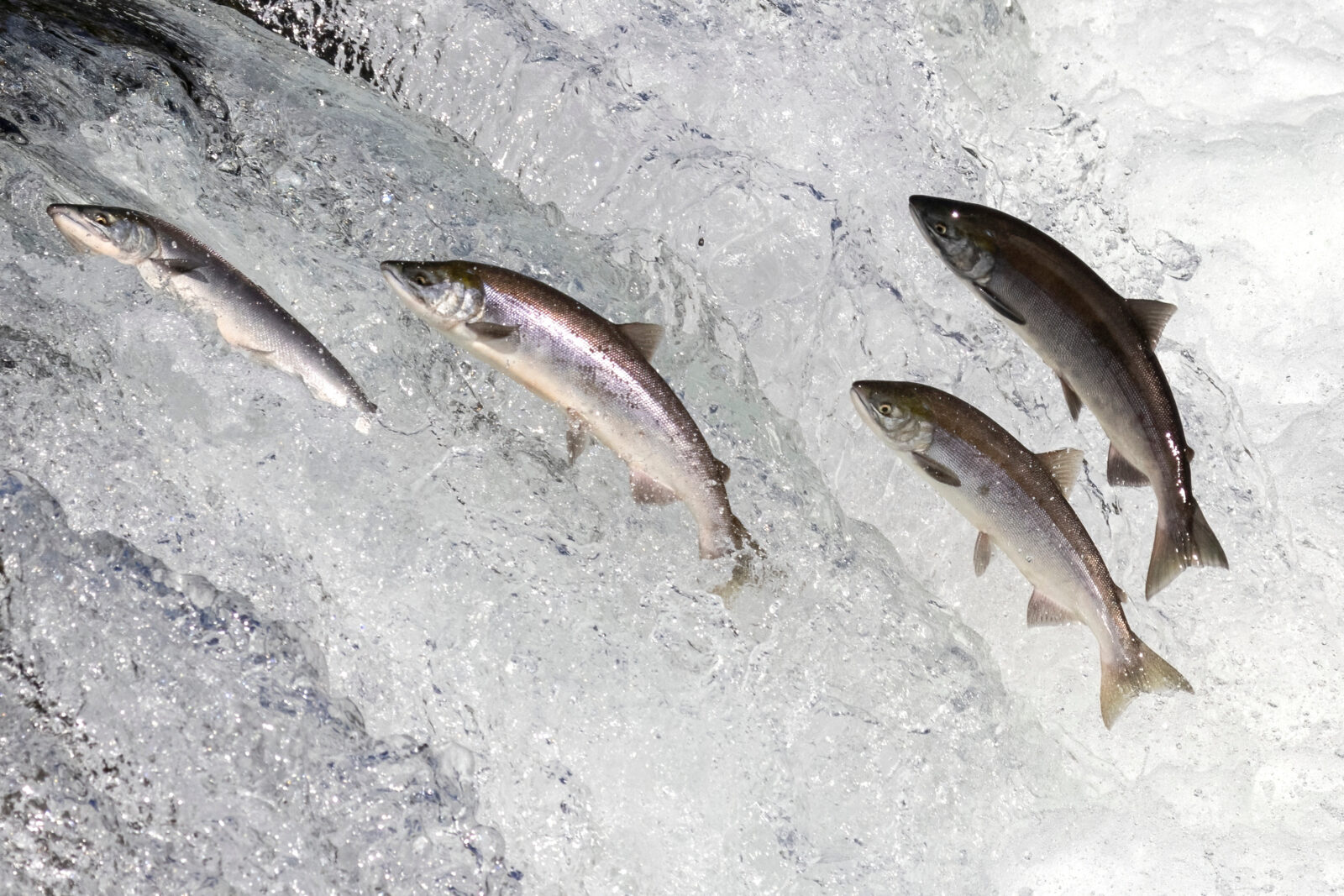 Wild salmon swimming upstream at Brooks Falls in Katmai National Park (Alaska).