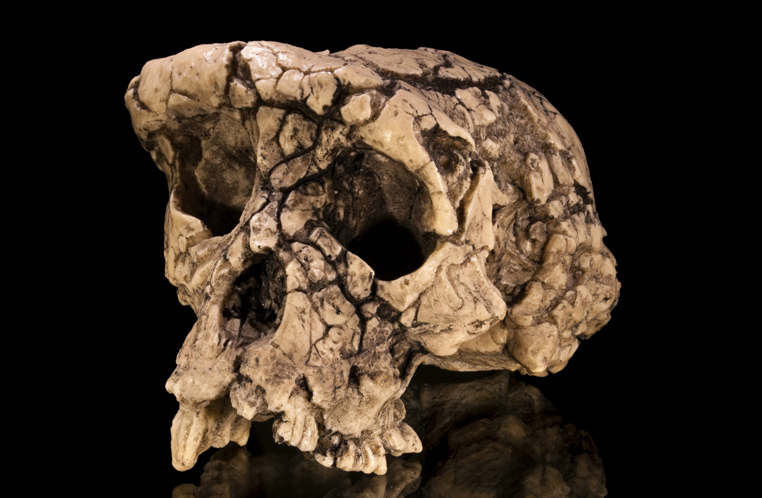 Fossil Feuds and Scientific Secrecy Fossil Feuds and Scientific Secrecy