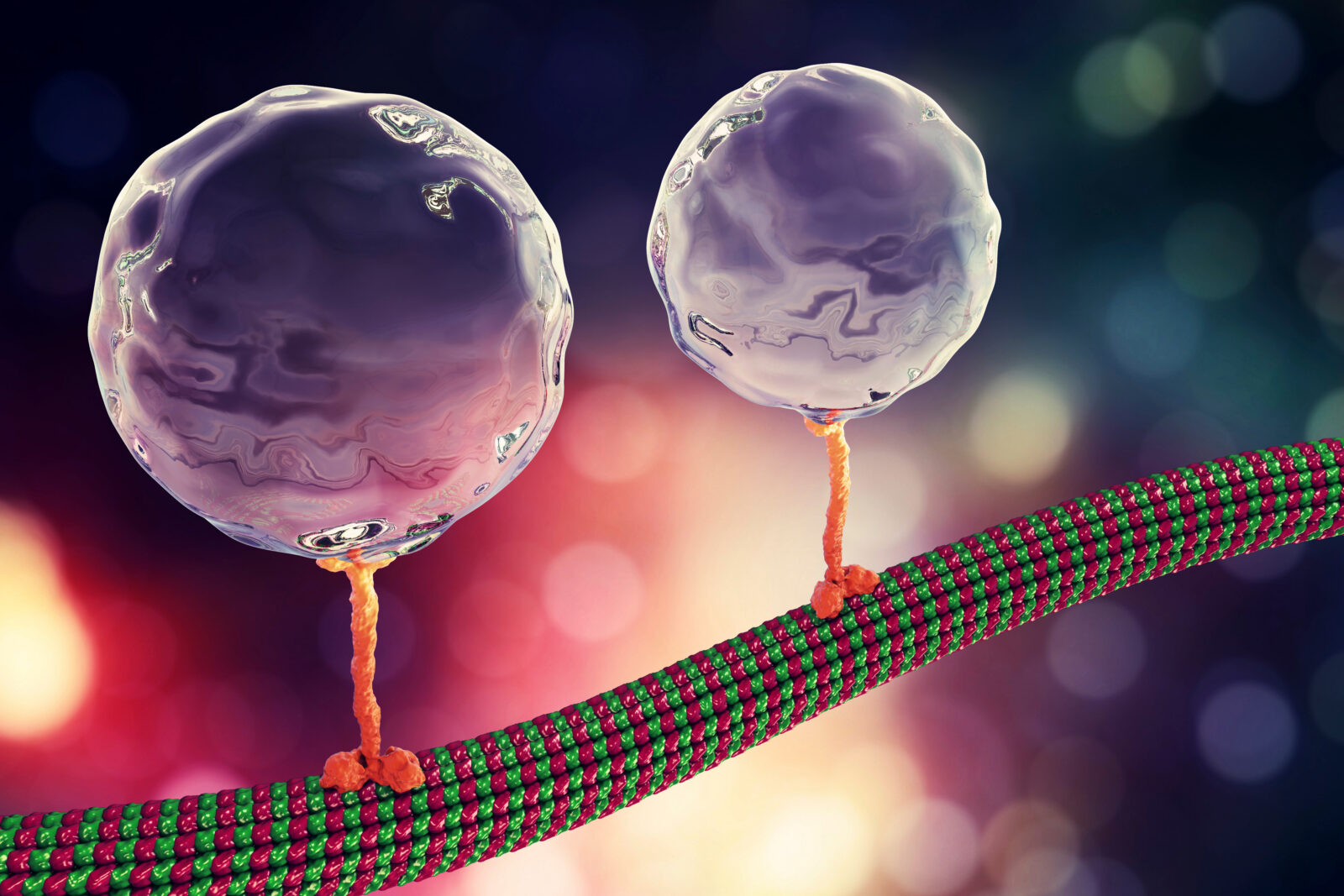 Intracellular transport, kinesin motor proteins transport molecules moving across microtubules, 3D illustration
