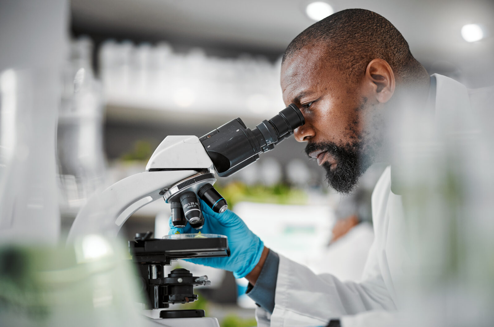 Biologist, microscope and laboratory scientist in plant growth analytics, food engineering or leaf medical research. Mature man, worker or employee with science magnify technology for sustainability
