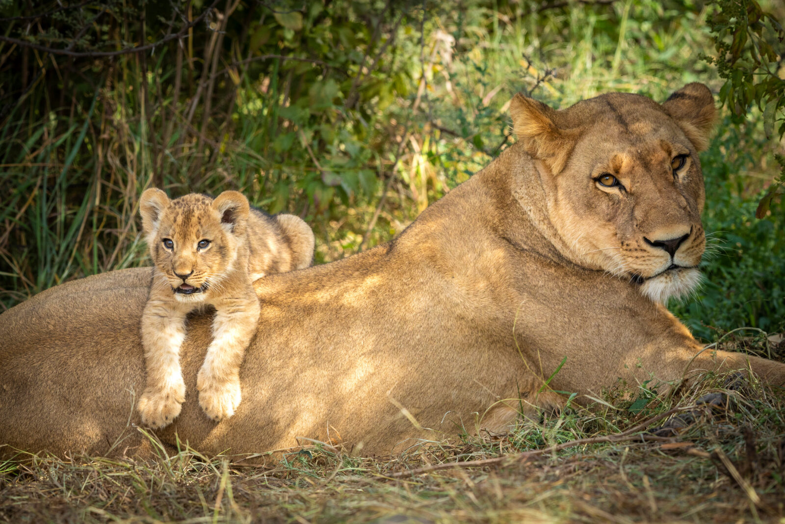 Lioness and her lion cub lying on her back in Savuti Botswana
