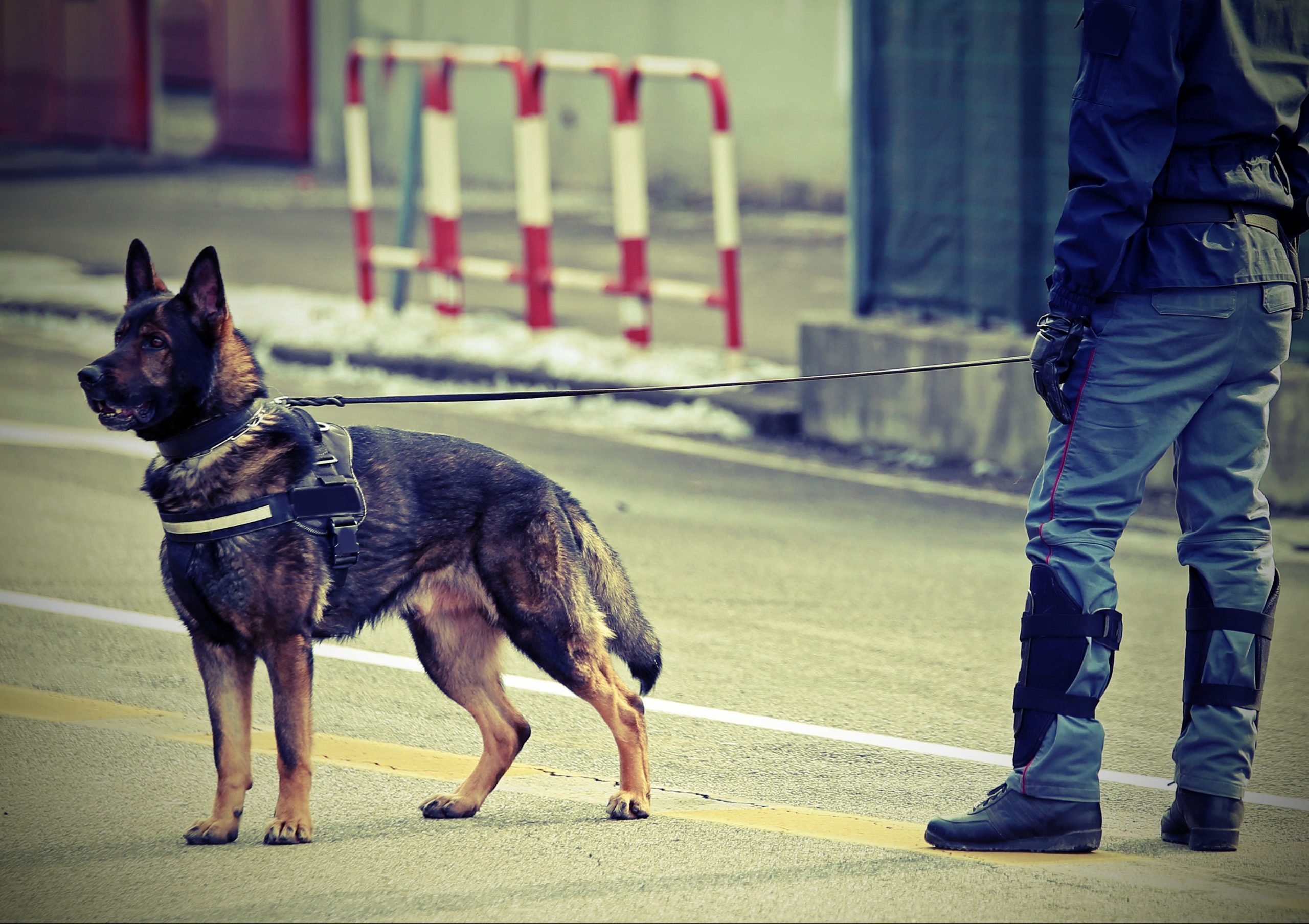police dog and a policeman with vintage effect on the street