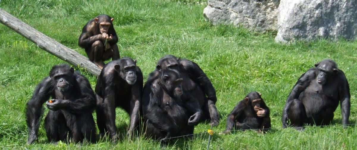 chimpanzés famille