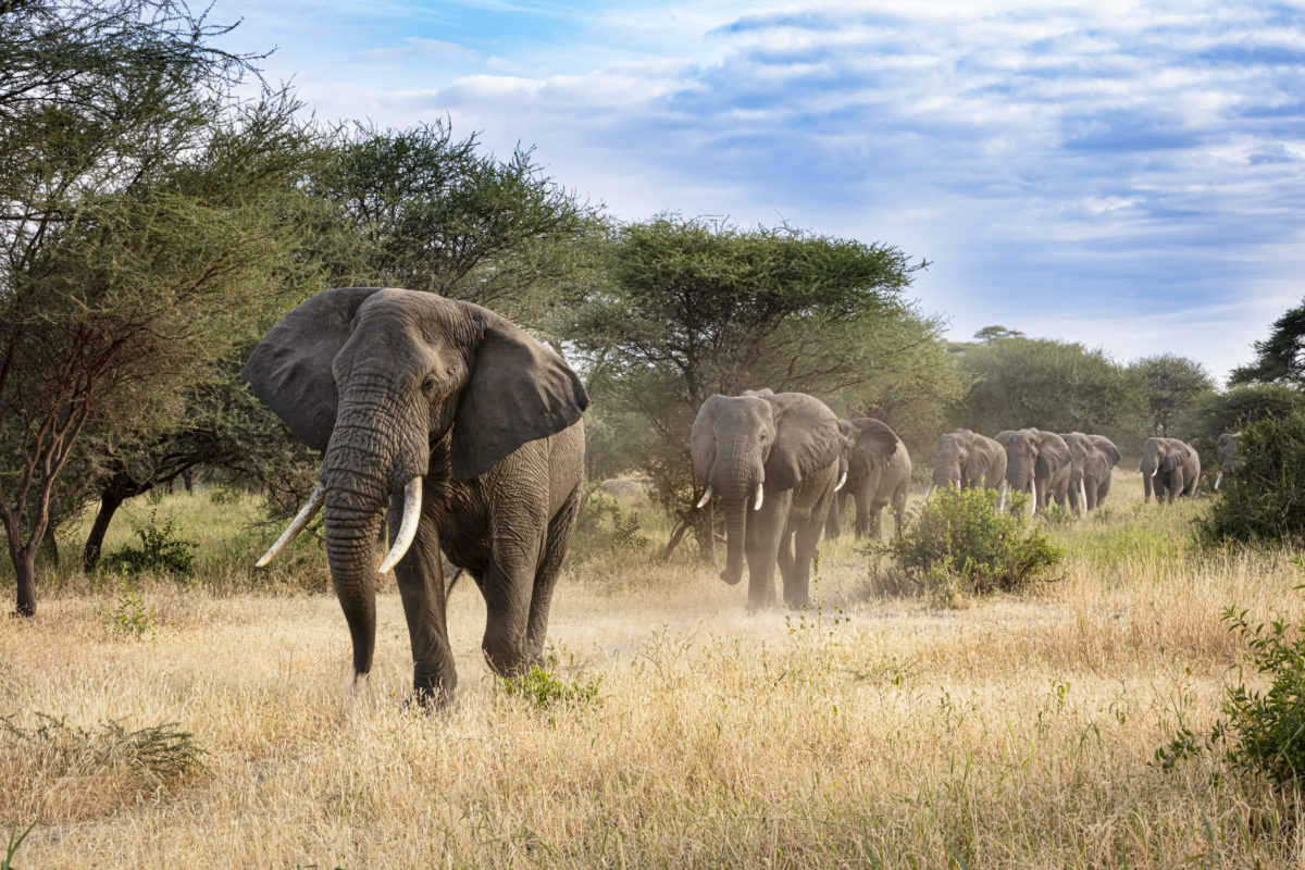 Elephant Procession