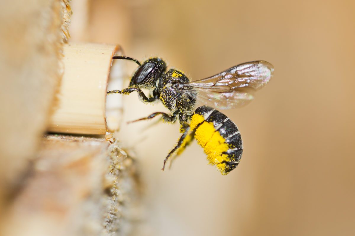 Solitary resin bee (Heriades crenulatus) approaches an insect hotel to bring yellow pollen of aster flowers to its nest in a hollow reed stalk. Female bee in flight with blurred background.