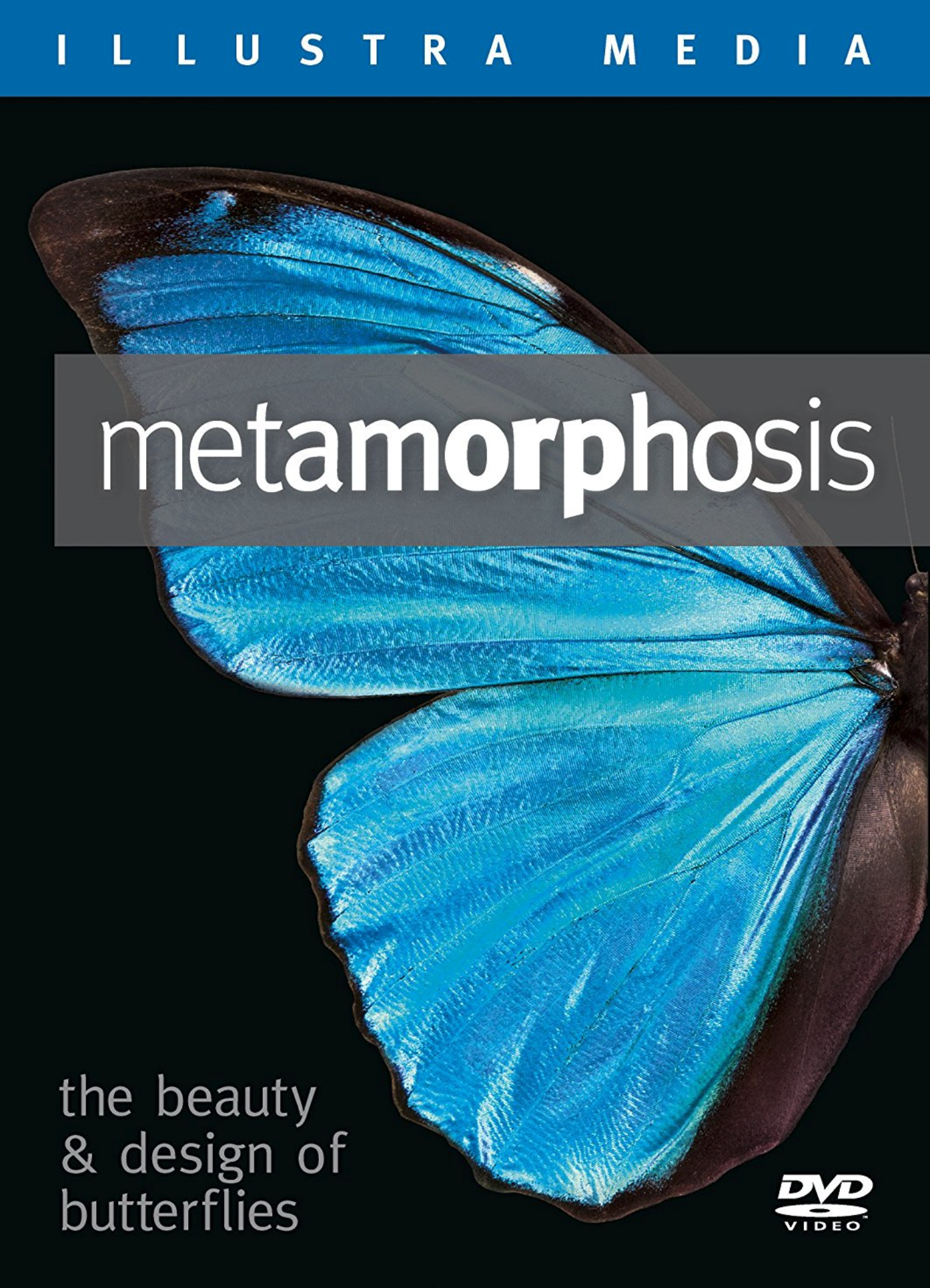the metamorphosis translation the metamorphosis translation