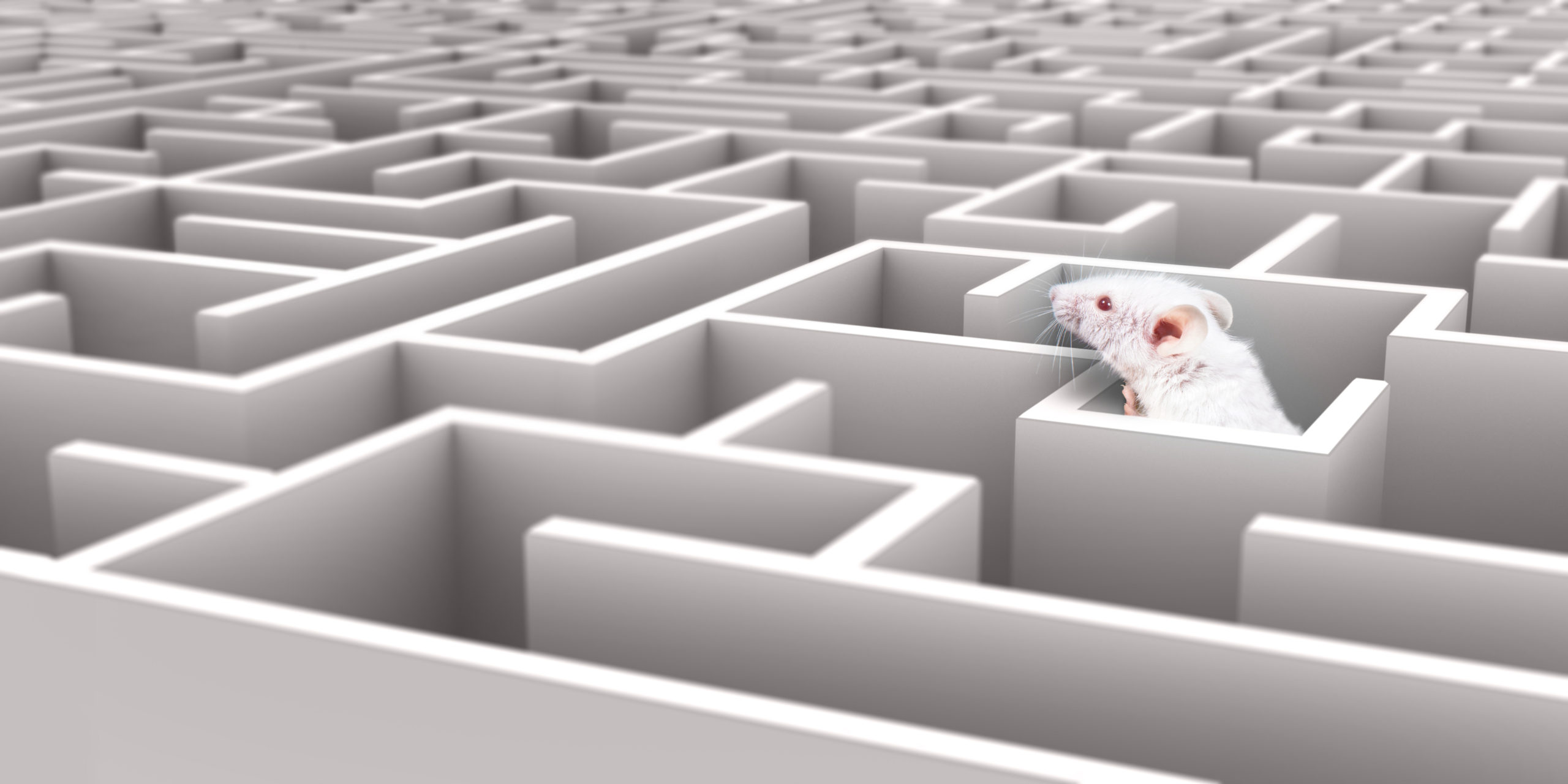 White Mouse in White maze looking over walls