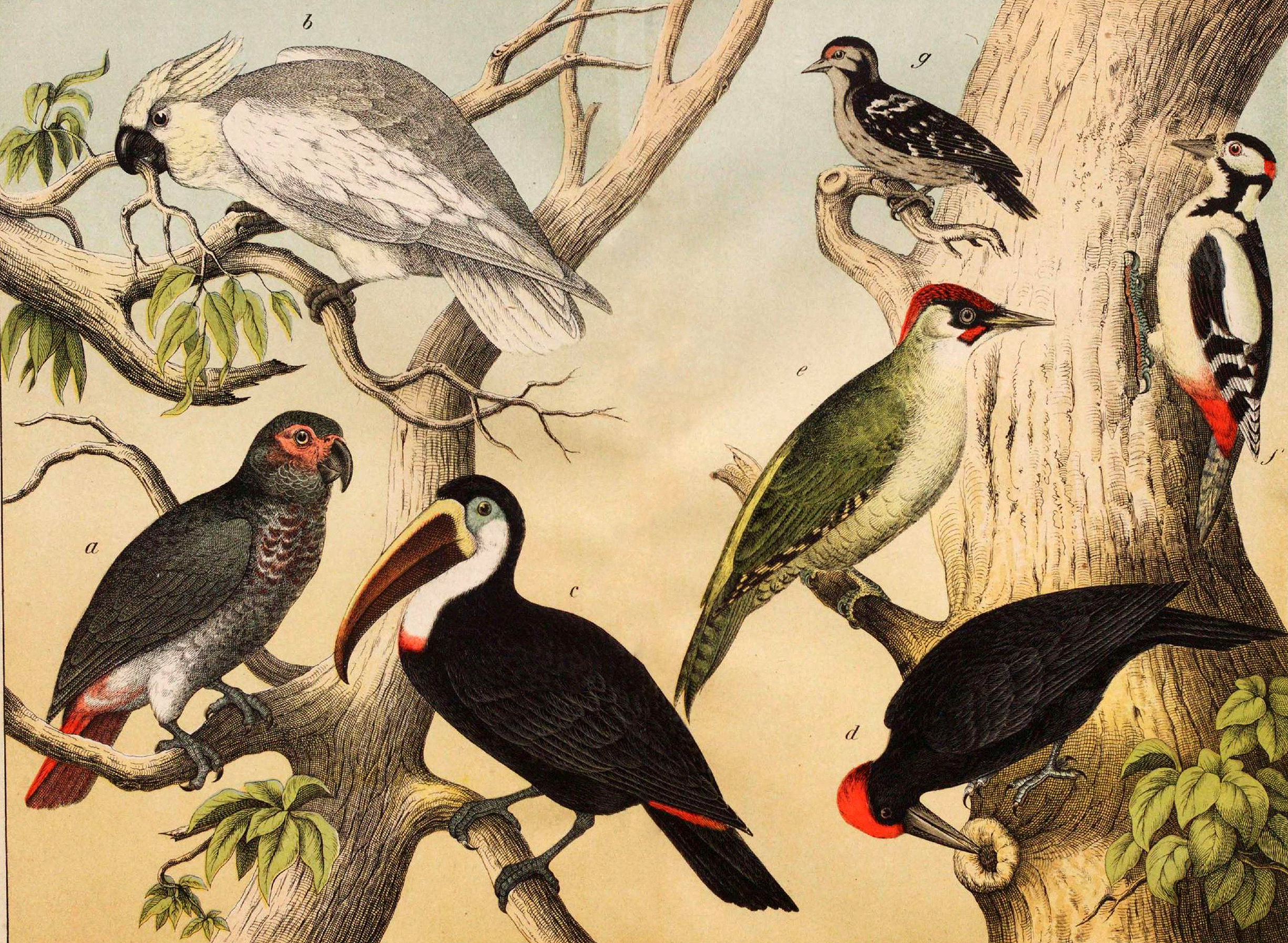 Different species of birds in the wild