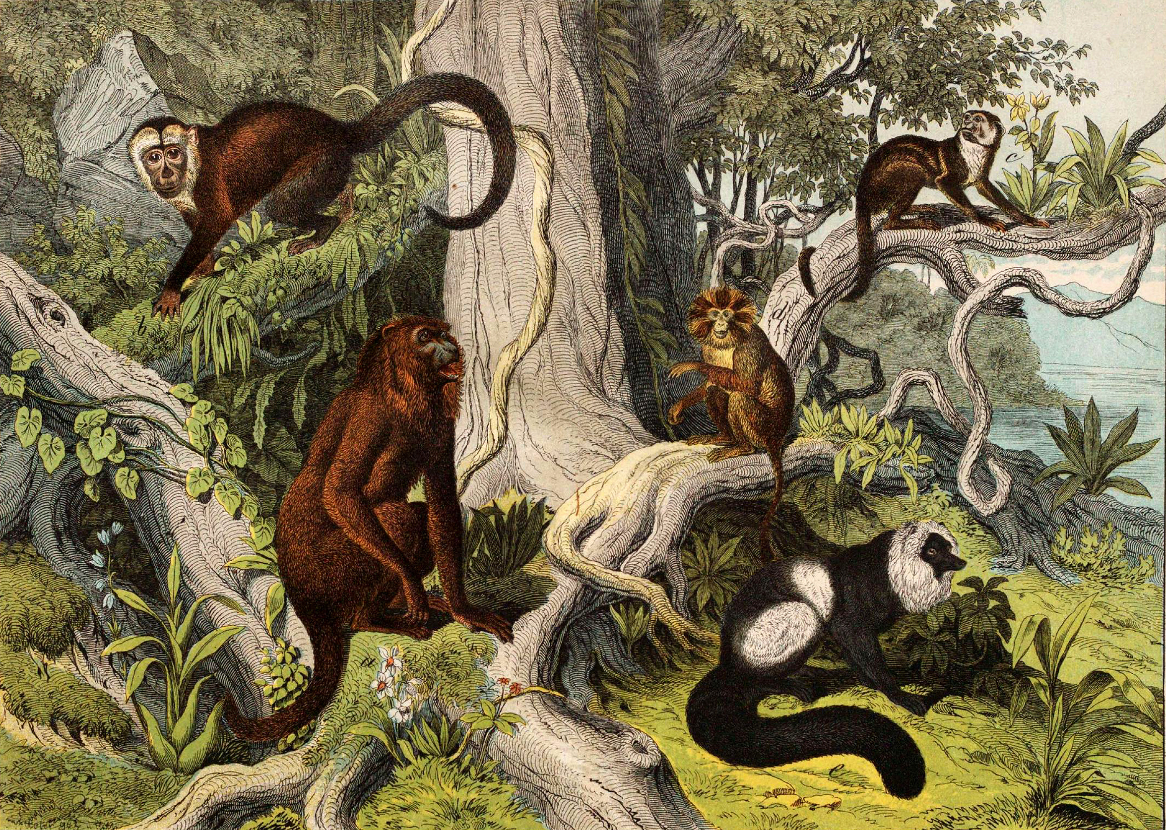 Mammals. Monkeys in the wild.